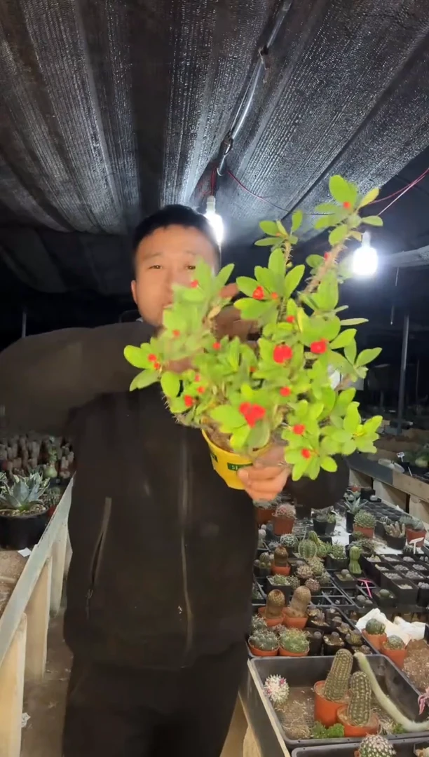 【闪购商品】花1111111