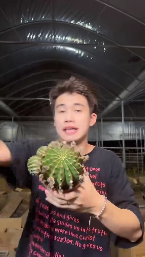 香妃 彩草【带根】