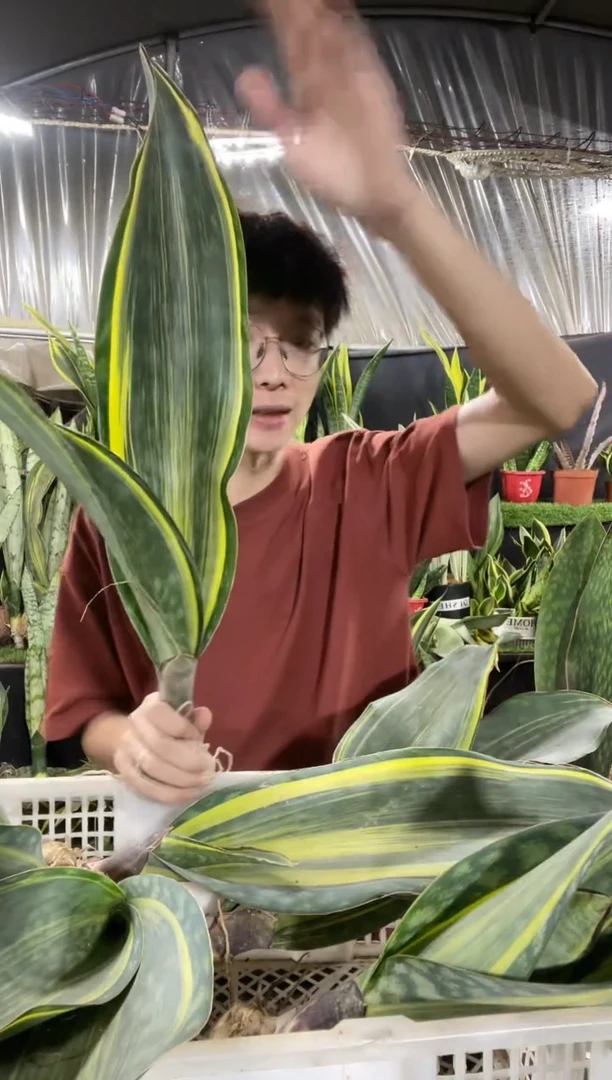 35cm黄金宝镜裸根15.8