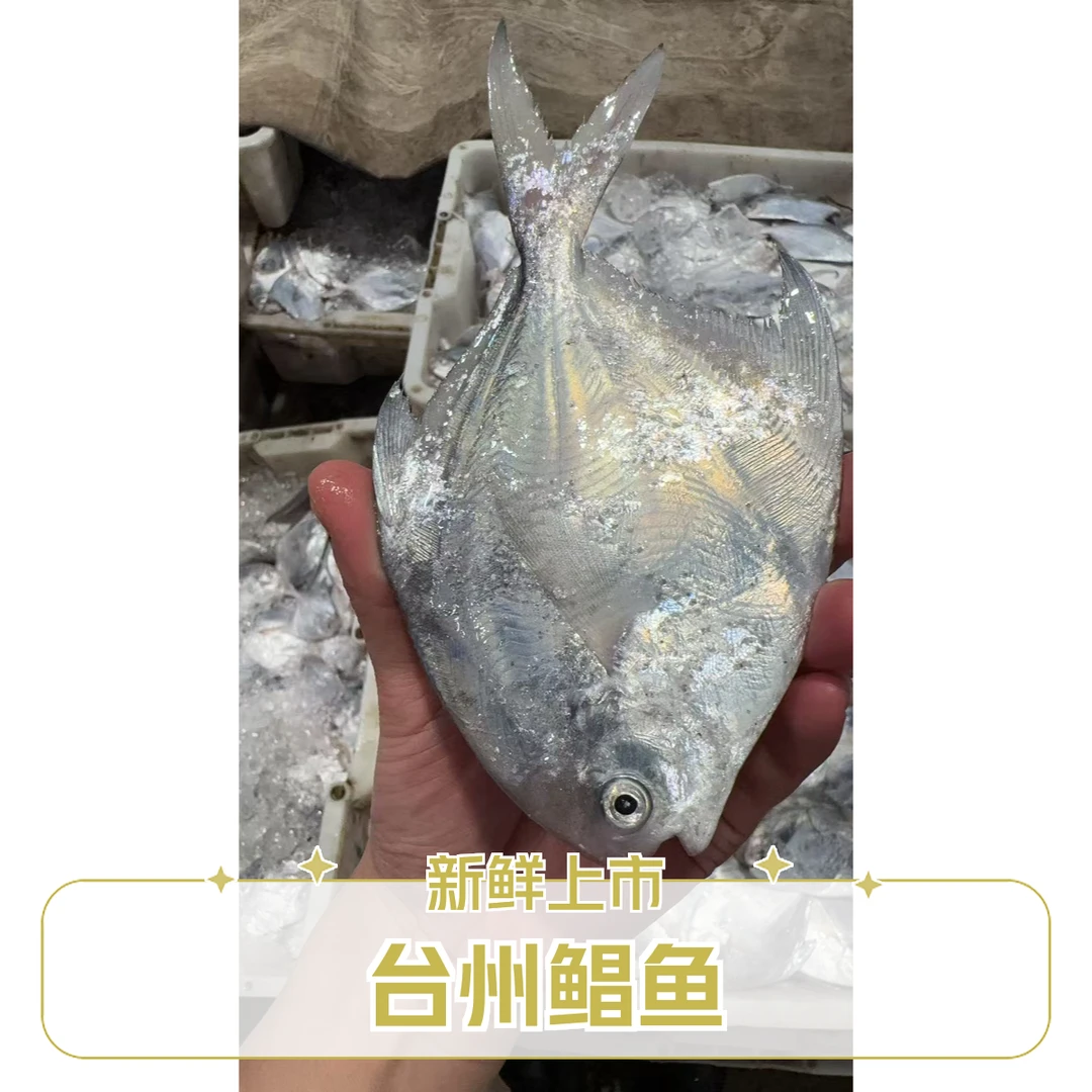 【4斤鲳鱼】台州流网小鲳鱼银鲳白鲳一斤6-7条左右顺丰包邮