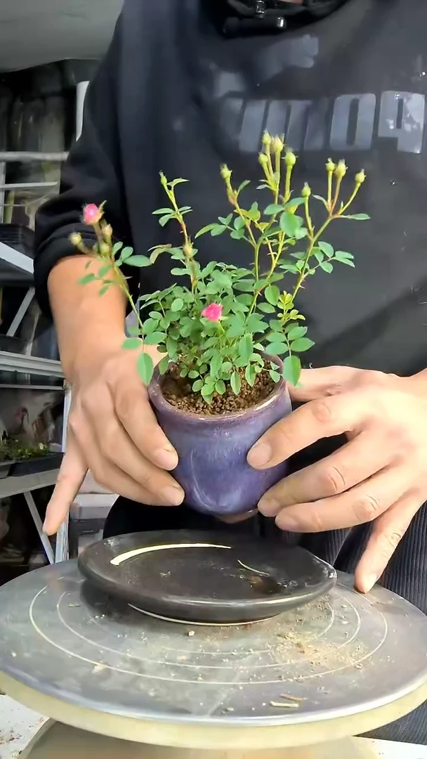 花*雨中青园艺一物一拍花142