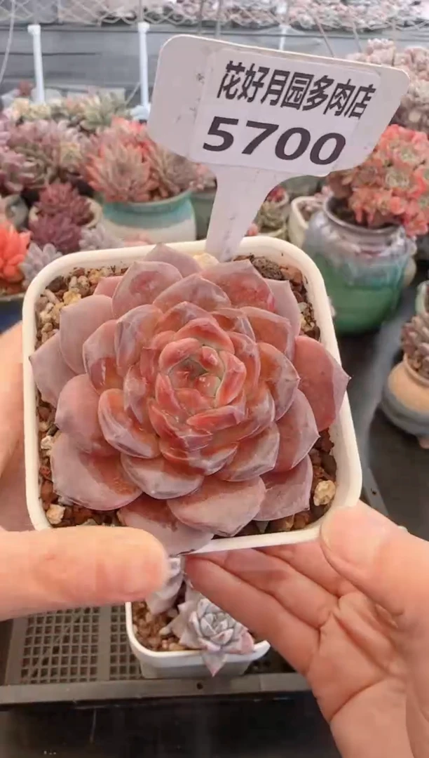 【闪购商品】5700琥珀