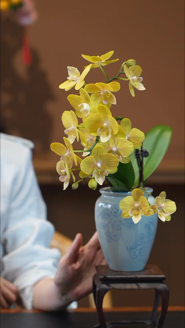 全部花朵金盏蝶盆景盆景