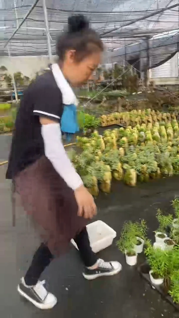 无花朵棉快绿植 四盆
