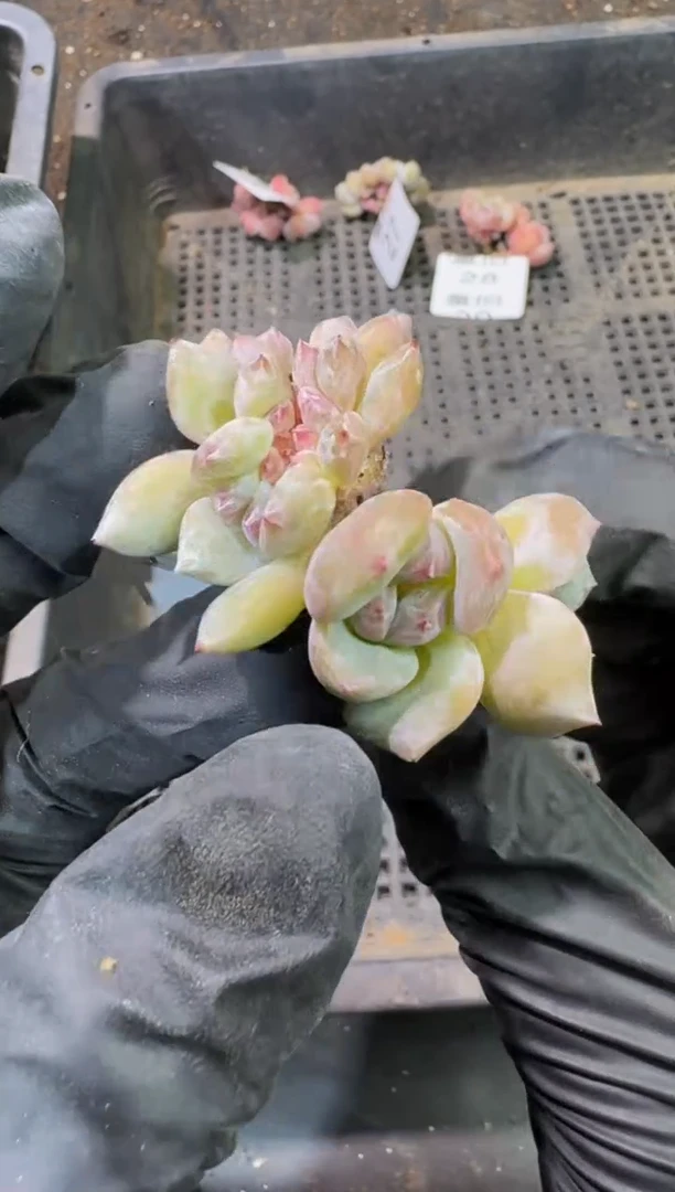 30号到手1棵-江北多肉