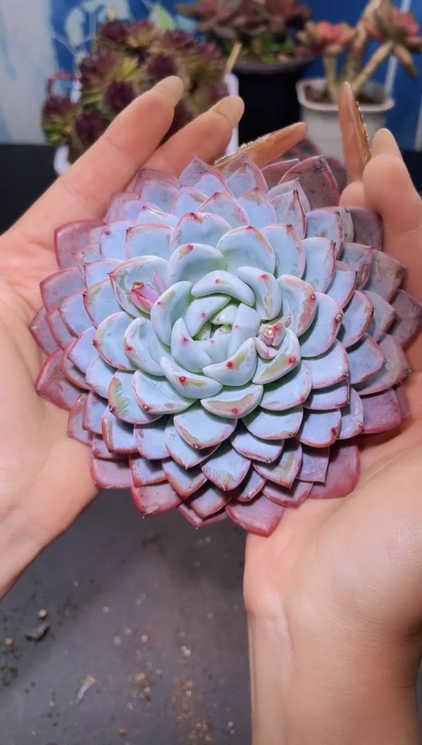 【闪购商品】403维特