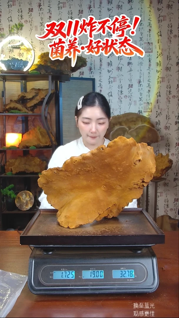 松针层孔菌中国大陆【藏区 野生】松树桑黄（3.45斤）50-60年份