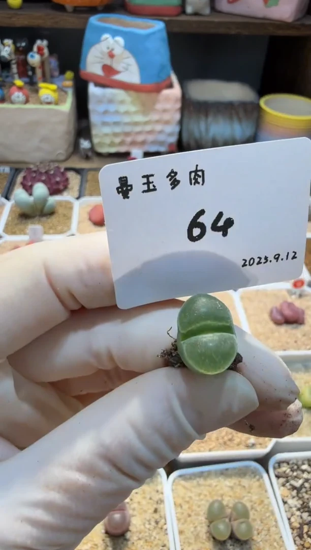 ✨25.9.12-64多肉