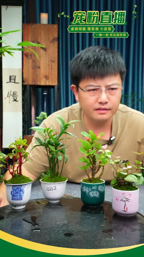 无花朵人****品苔藓微景观883号
