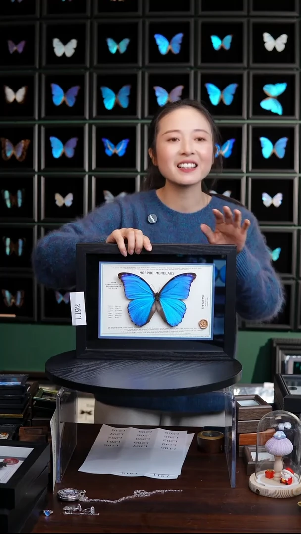 大蓝闪蝶新版本A4横版（带证书）