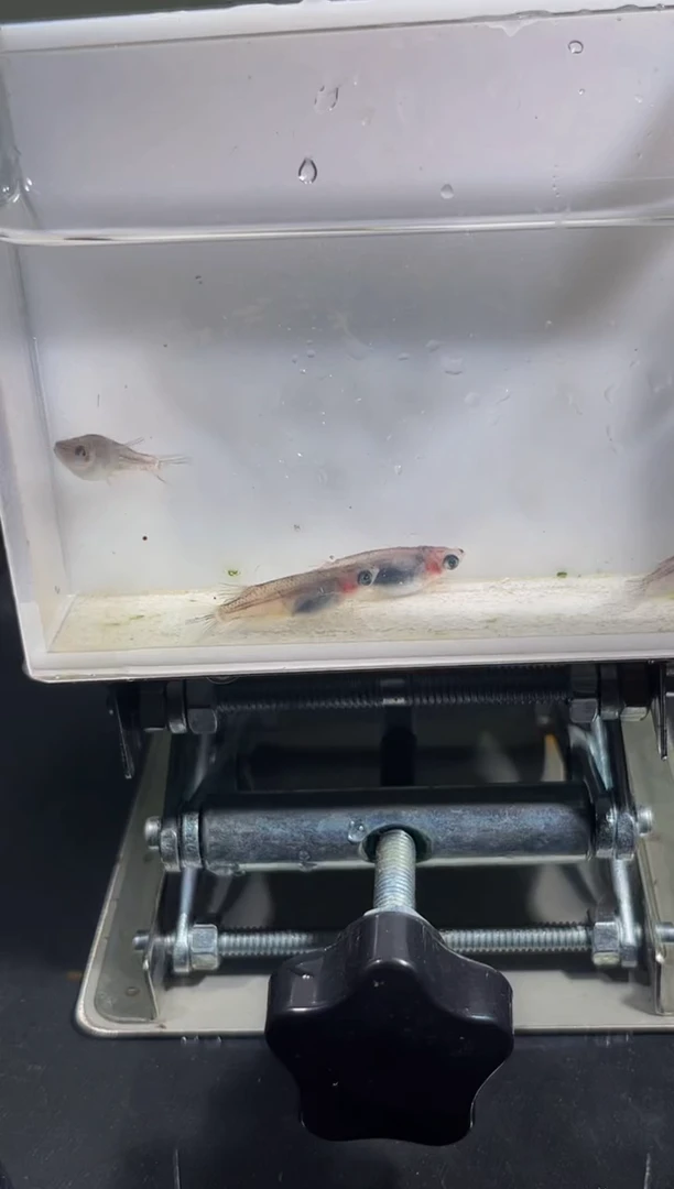 青鳉鱼观背青鳉22