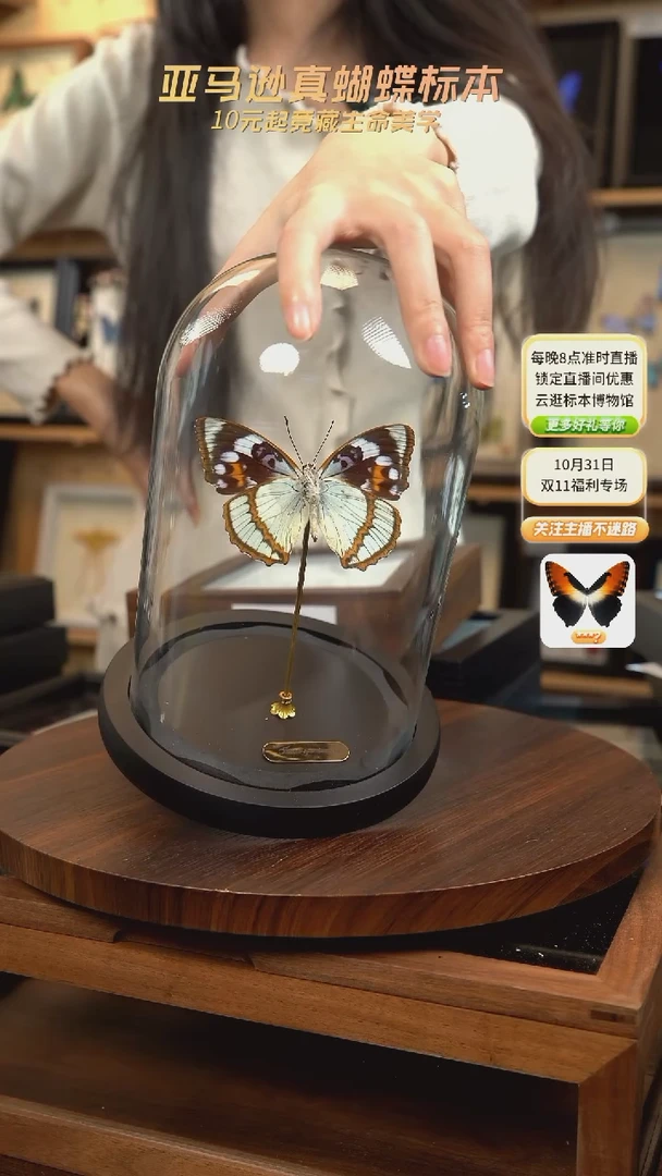 白斑迷蛱蝶中号玻璃罩