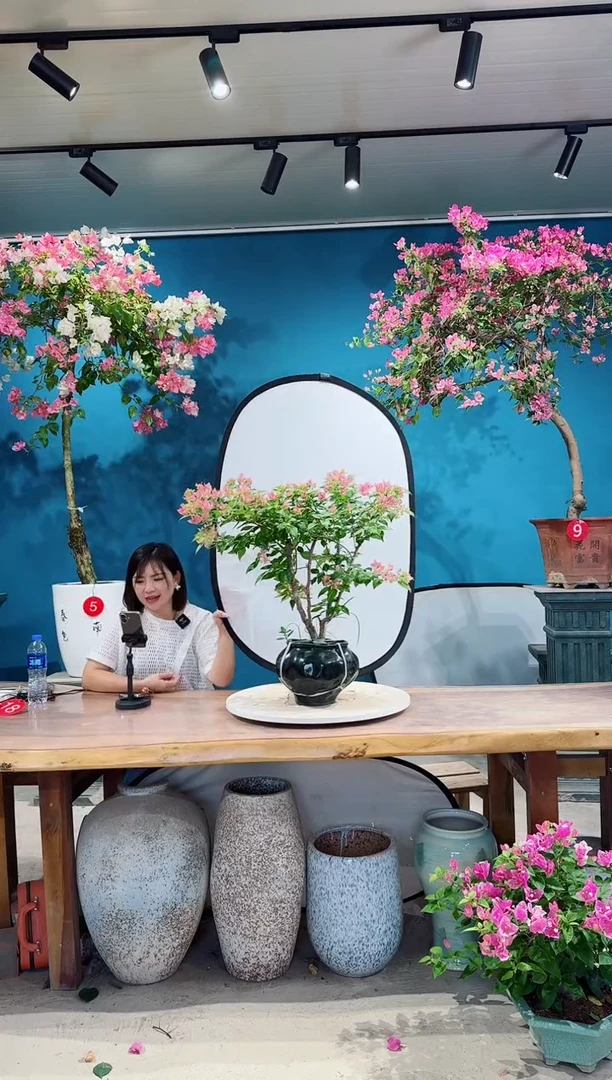 全部花朵粉水晶三角梅