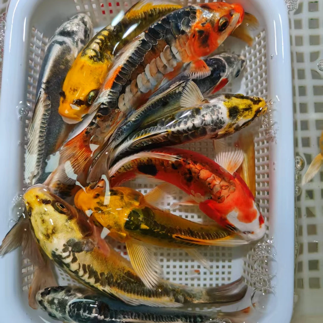 【五条装全家桶】10-12cm龙系德系锦鲤五条锦鲤观赏鱼好养冷水鱼