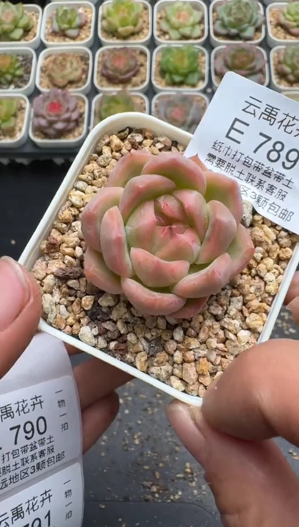 789E云禹多肉植物 带盆土纸巾打包 3颗包邮