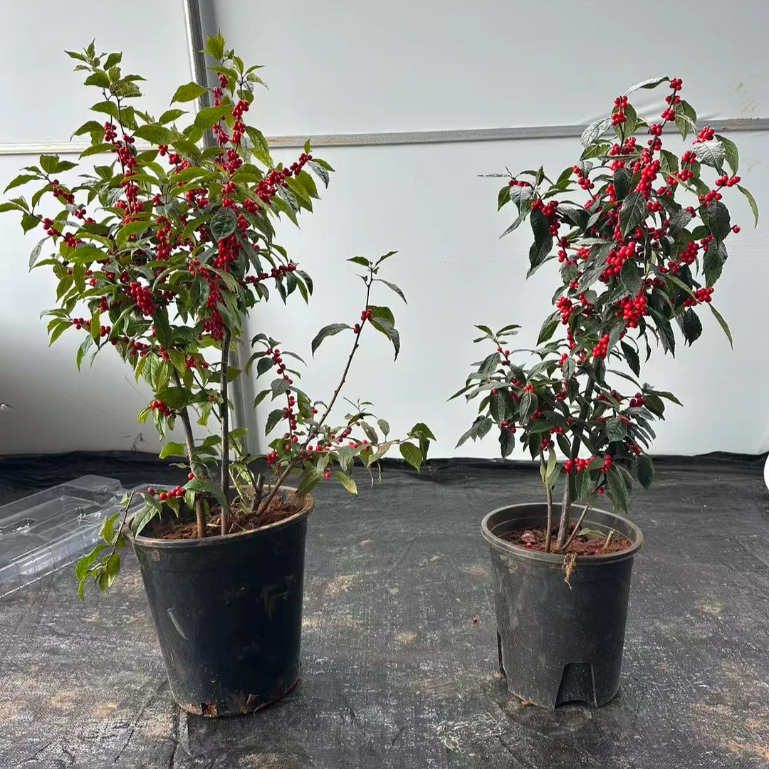 【福利款盆栽】北美冬青基地直发