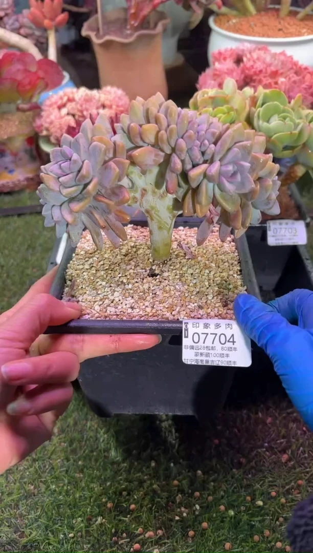 【闪购商品】07704