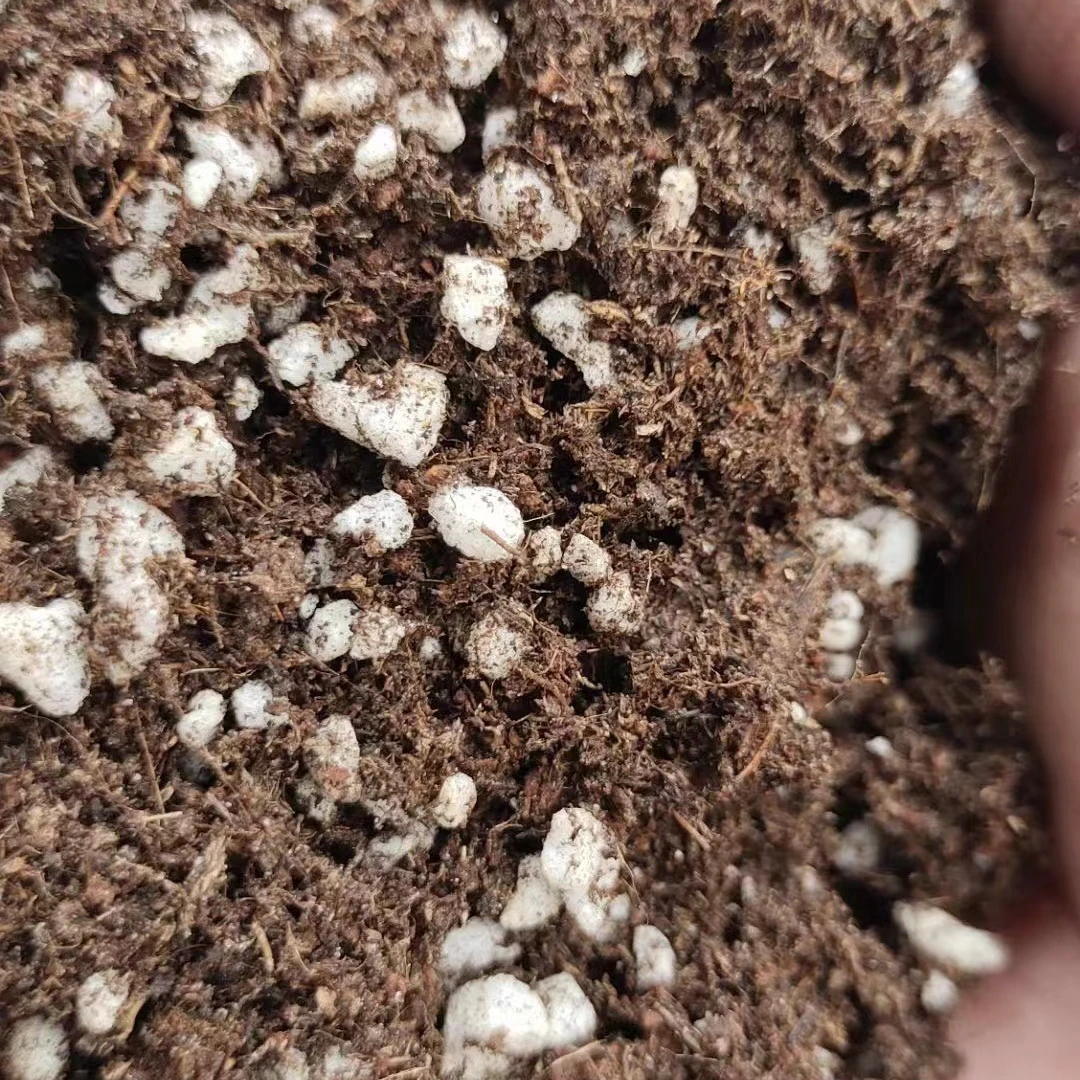 【蓝莓苔藓苗】蓝莓酸性土