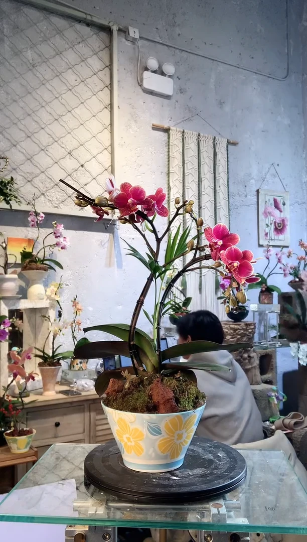 大部分花苞少量开放513蝴蝶兰艺术盆景