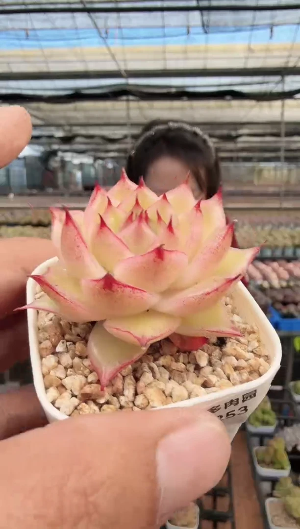 东云多肉园新款-253