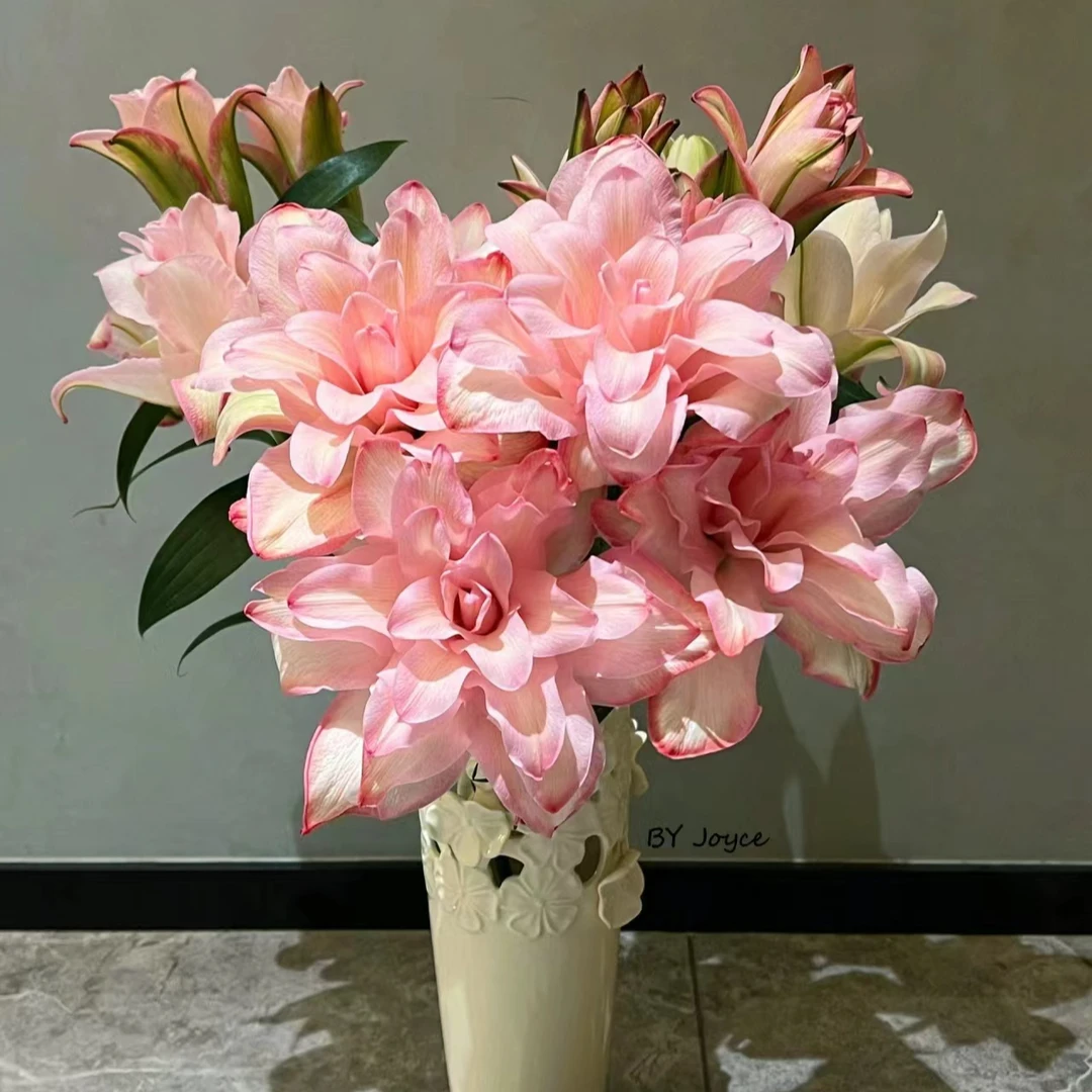 三头【布朗尼】重瓣百合 栀子柠檬清香 夏天小清新吸色 粉红色