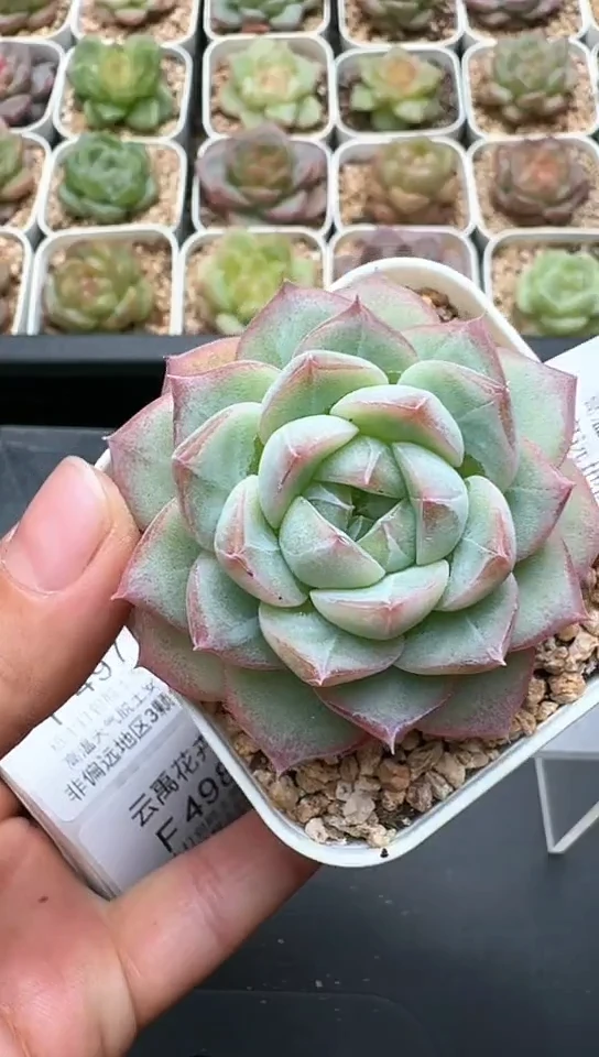 496F云禹多肉植物 默认脱土纸巾打包 3颗包邮