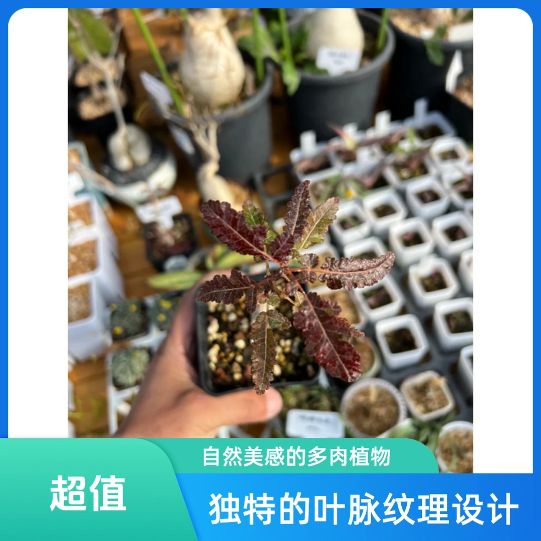 索科特拉乳香X娜娜乳香 橄榄科潮流绿植盆栽植物盆景香味