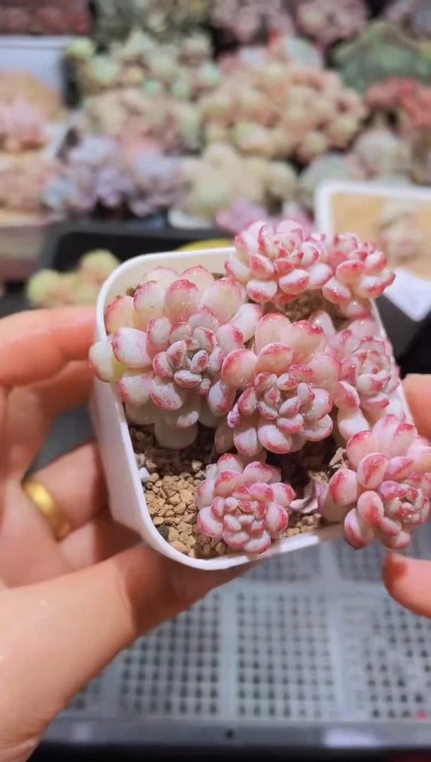 【闪购商品】115小红蛋带盆土