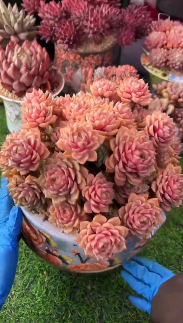 昆明印象多肉6218