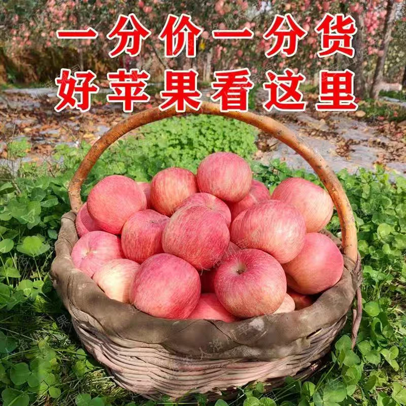 甘肃静宁早富士果园现摘现发礼盒装包邮