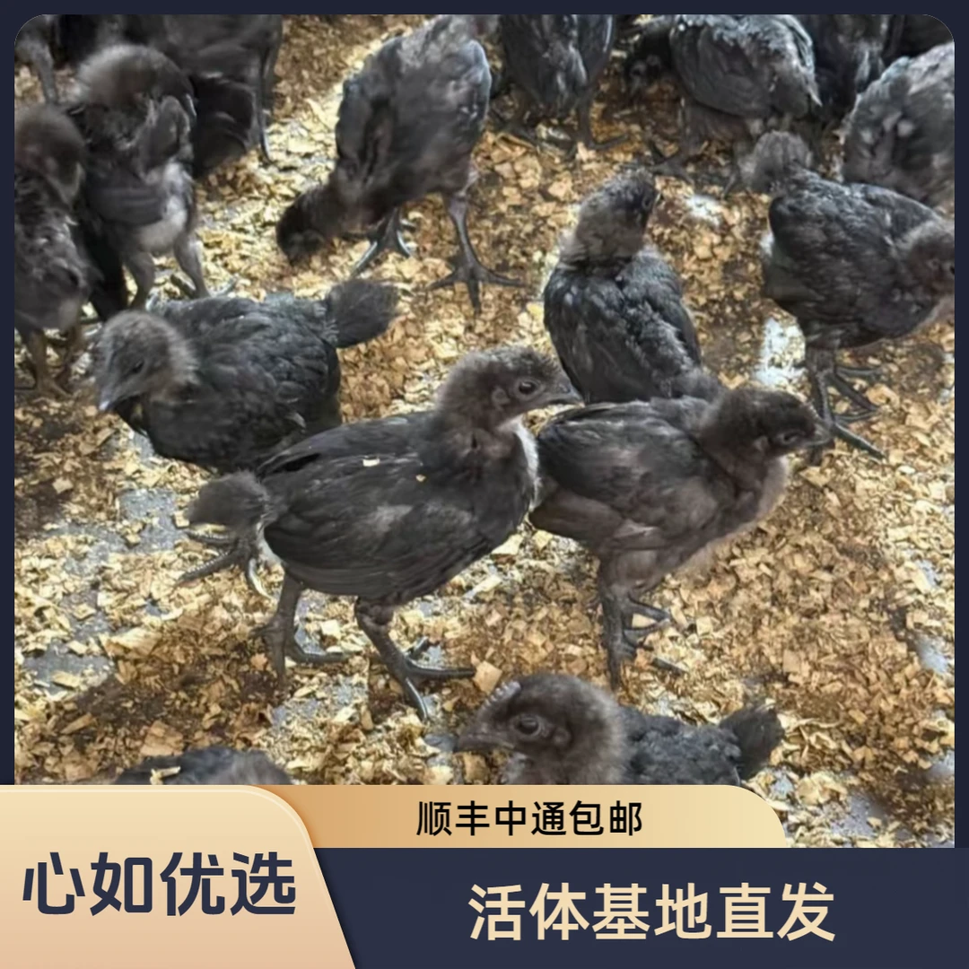 【10只】宠物活体 基地直发 黑宠物鸡 四两左右发货 顺丰中通包邮