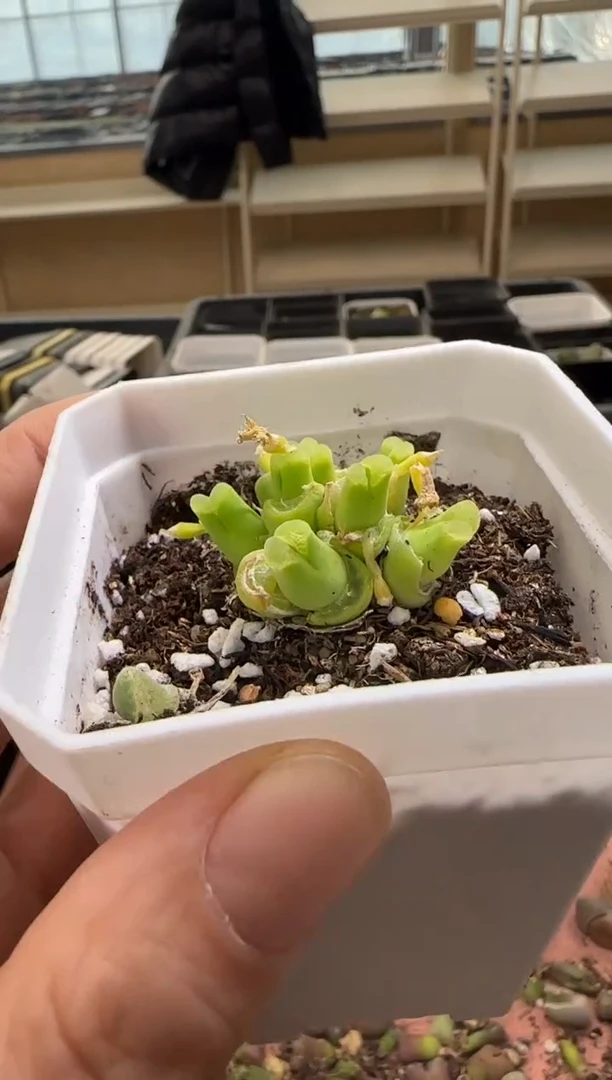 【闪购商品】13-231