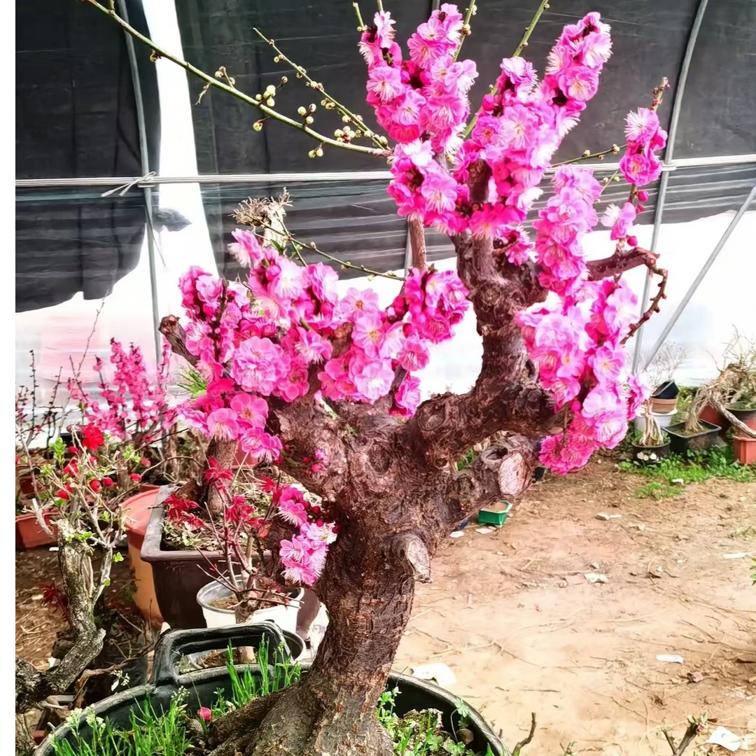 老桩造型梅花海棠石楠花丰厚梅盆景盆栽沙漠玫瑰