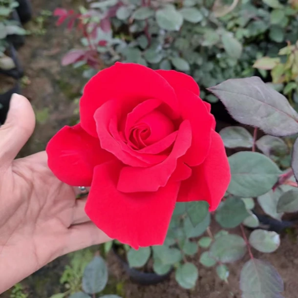 绯扇大花国月浓香月季