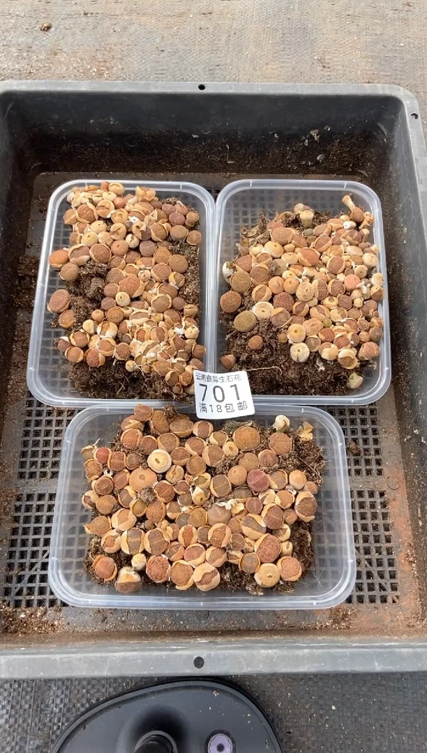 701特价日轮玉切糕有瑕疵发货1盒量拍