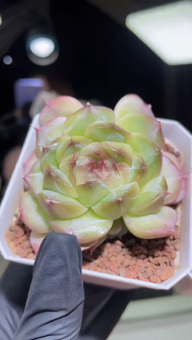 闪购2213  海王多肉一颗