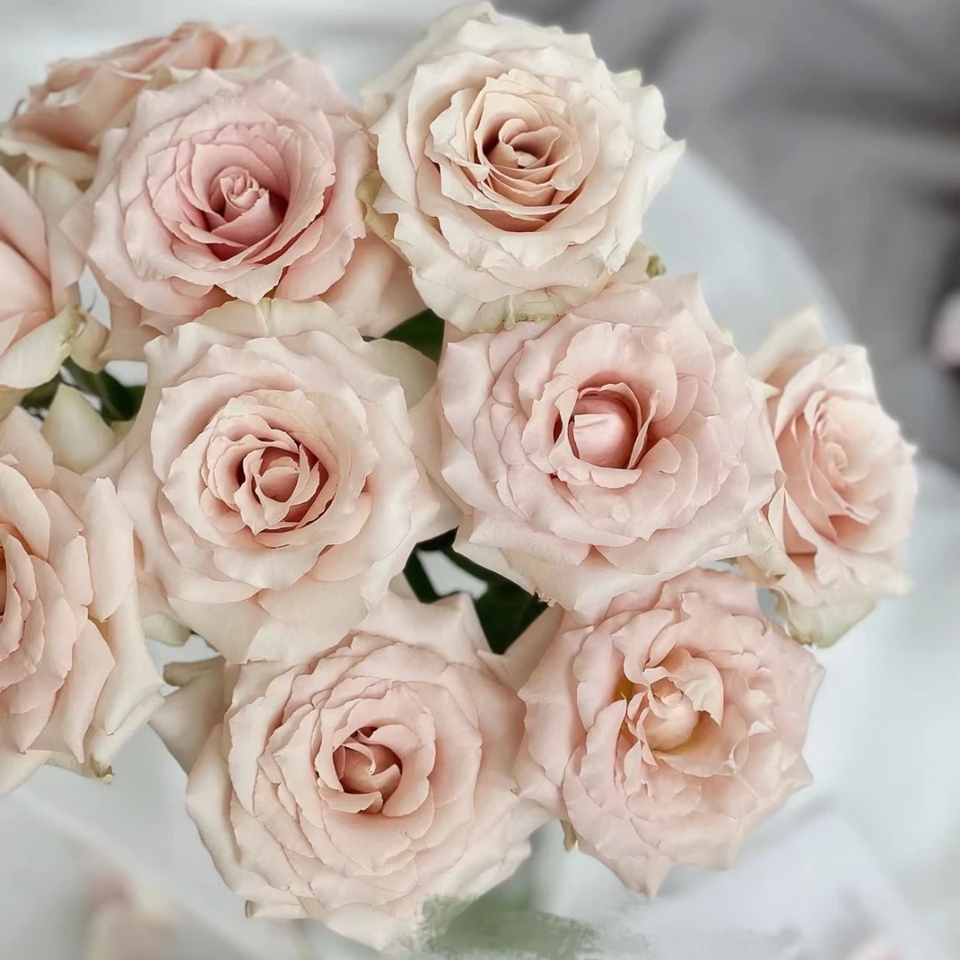 买10枝送10枝【20枝流沙】全场鲜花任意满2单升级顺丰包邮