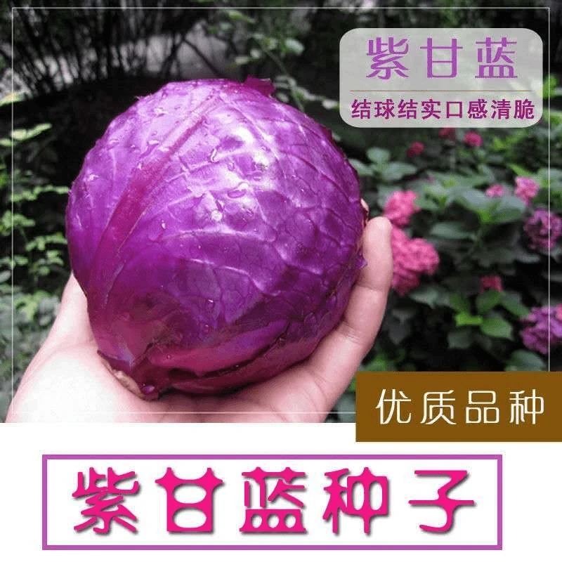 【全店满5包包邮】种子紫甘蓝种子 紫色卷心菜 紫包菜庭院阳台蔬