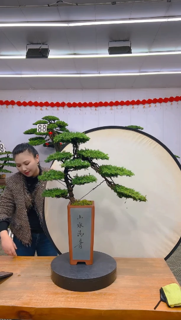 【闪购商品】盆景1