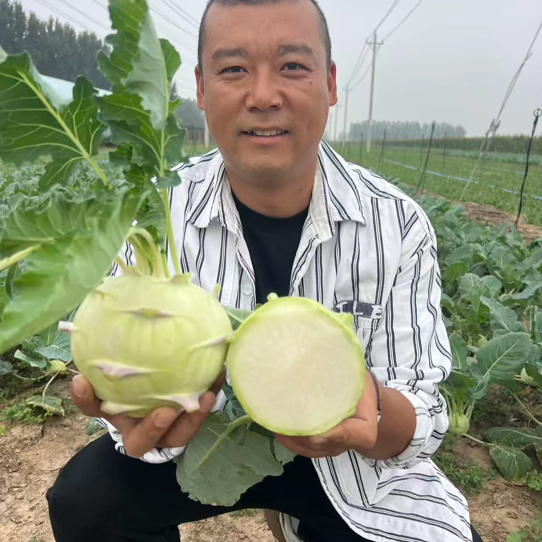 【津园生鲜】水果苤蓝、现砍现发、脆甜多汁、5斤顺丰包邮