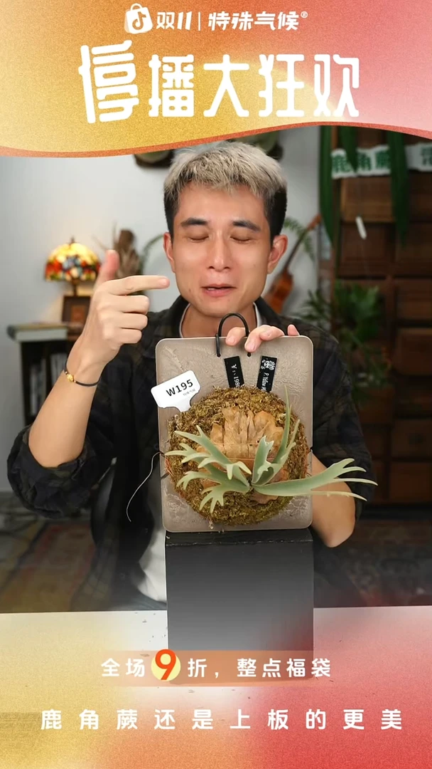 不开花植物W195-黄月孢子苗侏儒特选