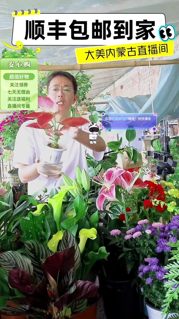 完全开放水培红如意