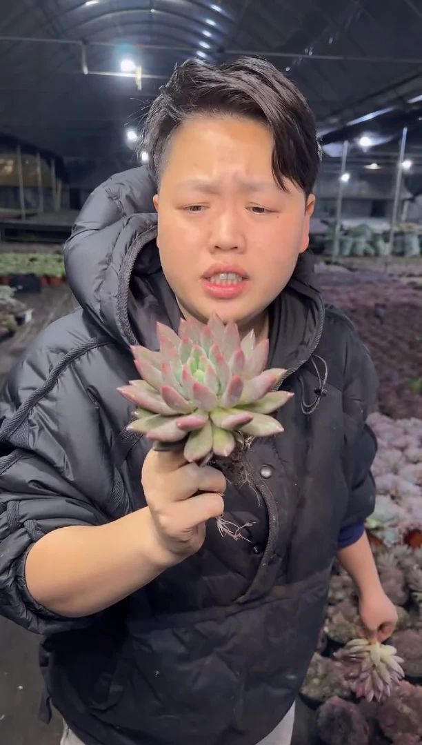 单头虞美人2颗3.99