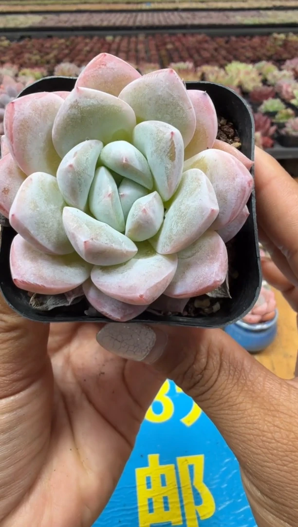 东云多肉园二店-86