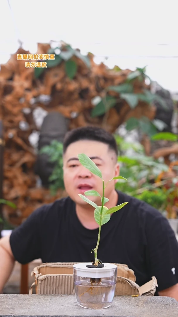 当前无花栽培后可以开花香水柠檬452T