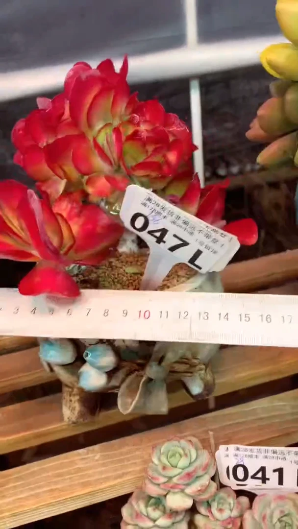 047L（一物一拍，精品多肉，所见即所得 ）