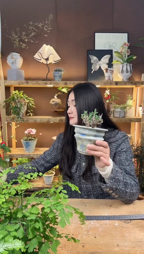无花朵碧光环兔子加盆一套326
