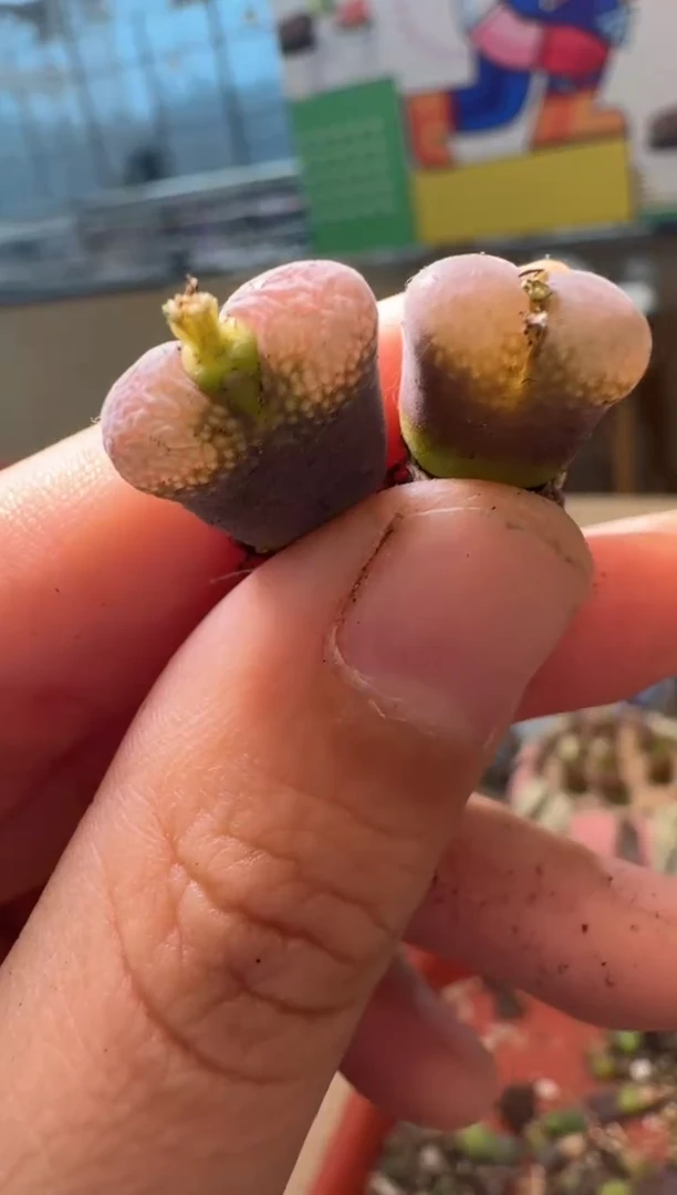 肉锥生石花11-70