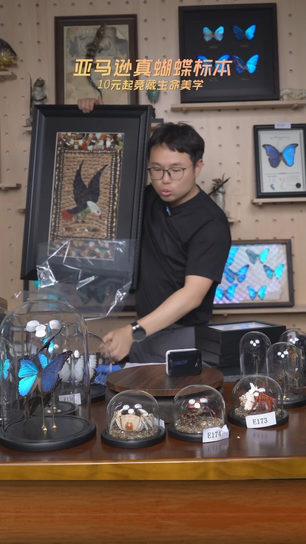 有机玻璃蝶翅画标本
