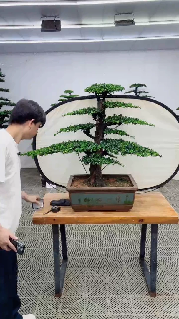 无花朵造型盆景一物一拍